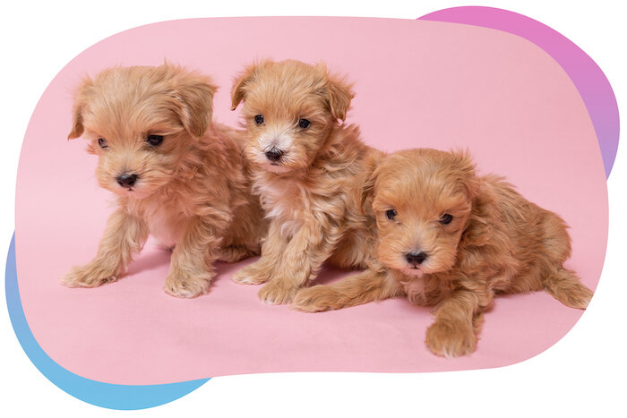 Interested in Maltipoo puppies? Top 5 Things to Look For In a Breeder